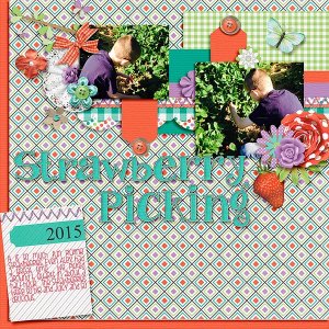 Strawberry Picking