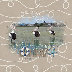 3 Pelicans