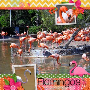 Flamingos