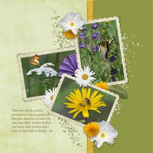 Wilflowers at Pine CG