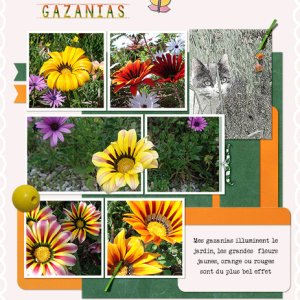 Gazanias