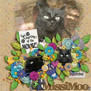 MissiMoo