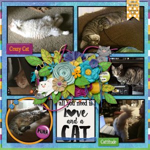 Cats