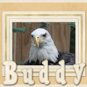 Buddy
