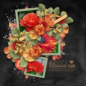 Bloom