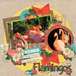 Flamingos