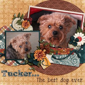 Tucker...The best dog ever