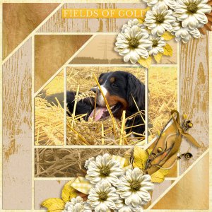 Fields of gold