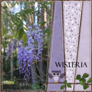 Wisteria