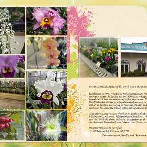 Hilo Orchids