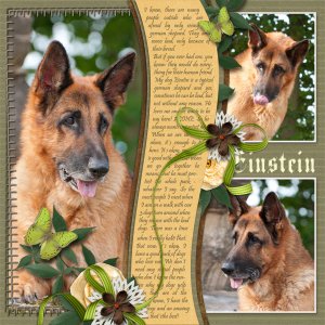 A german shepard