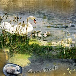 Swan Family
