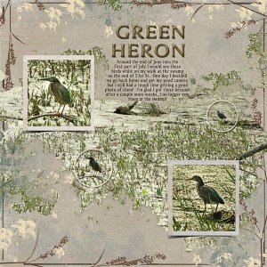 Green Heron