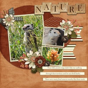 Prairie Dogs of Yellowstone NP