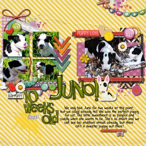Juno- 10 Weeks