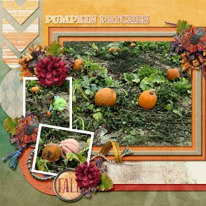 Pumpkin Patch