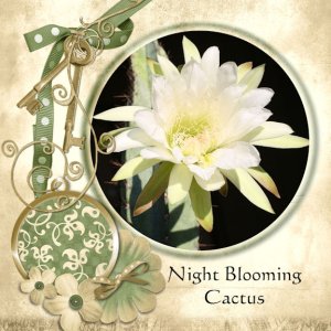 Night Blooming Cactus