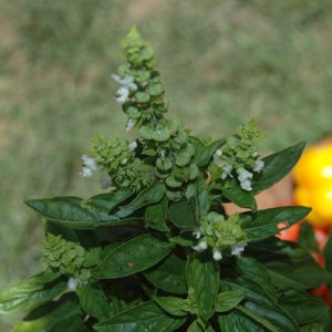 basil - depth of field