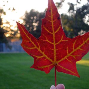 Fall Leaf