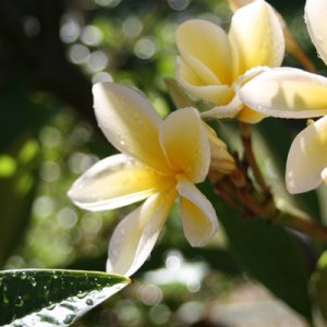 my plumeria photo 1