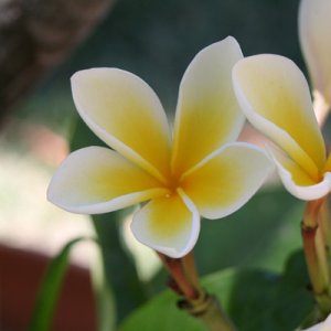 my plumeria photo 2