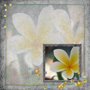 my plumeria