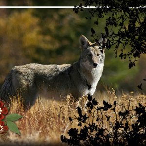 Coyote