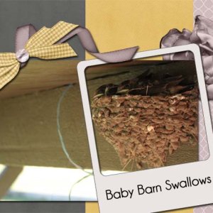 Baby Barn Swallows