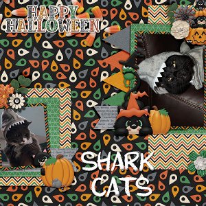 shark-cats