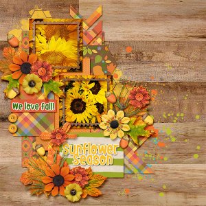 sunflower season
