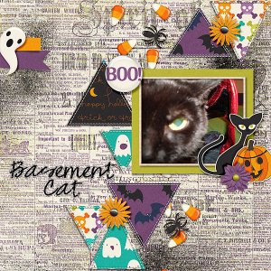 basement-cat