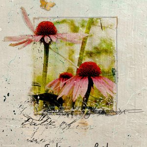 Echinacea