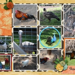 Feathered_Friends_11-20151