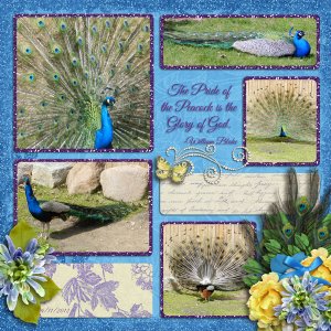 Peacocks