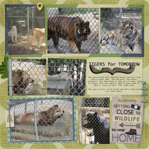Tigers for Tomorrow