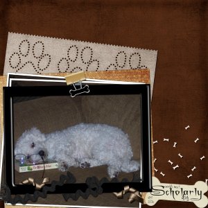 Scholarly Dog