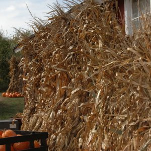 corn row