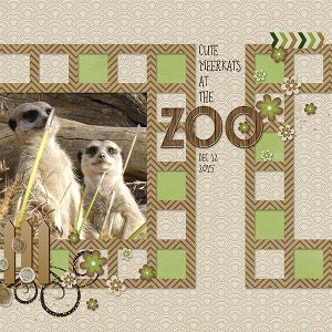 Meerkats at the Zoo