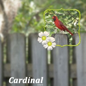 Cardinal