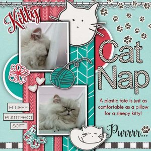 Sleepy Kitty