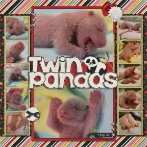 ...Twin Pandas