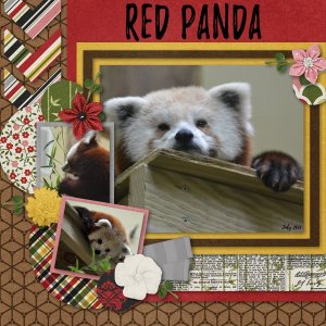 Red Panda