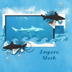 shark