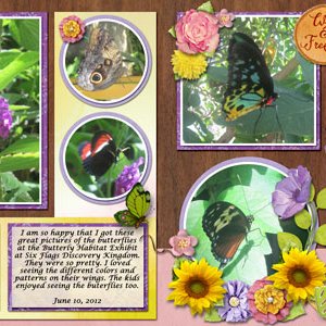 beautiful butterflies