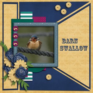 Barn Swallow