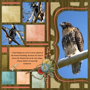 Hawk