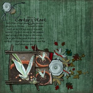 Century Plant