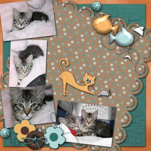 kittens