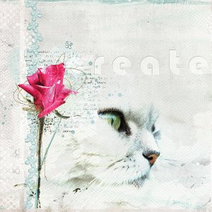 My Cat