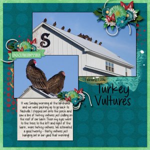 Turkey Vultures